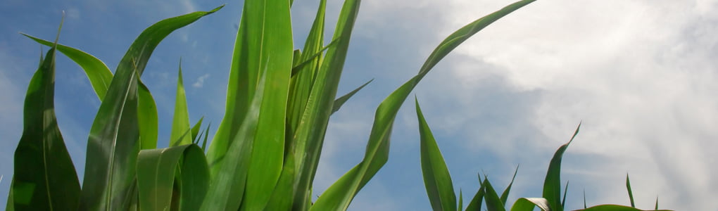 Clouds and corn